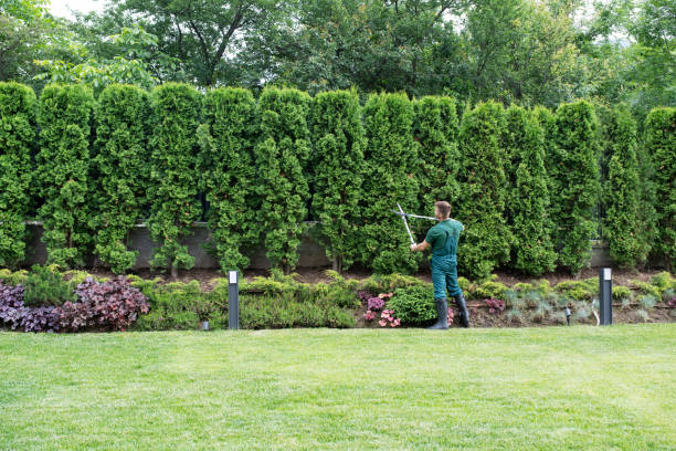 Best Tree and Shrub Care  in Katonah, NY