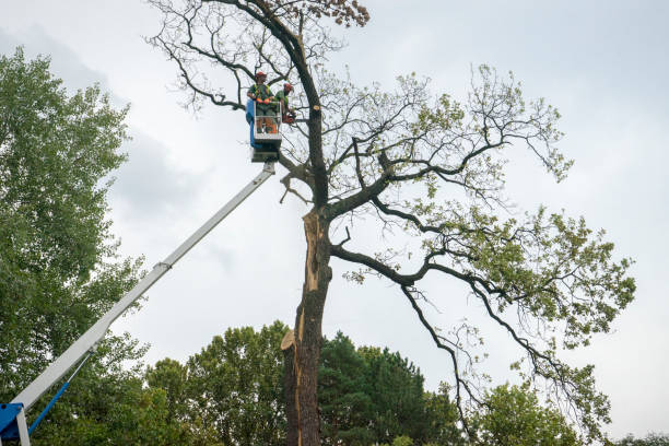 Best Hedge Trimming  in Katonah, NY