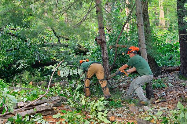 Best Tree Trimming and Pruning  in Katonah, NY