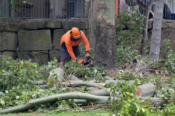 Best Hazardous Tree Removal  in Katonah, NY